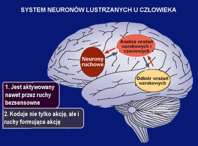 https://vetulani.files.wordpress.com/2011/08/neurony-lustrzane.jpg